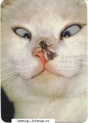 funny things....poze...poezii...orice - sau asta...your choice - Mesaje diverse